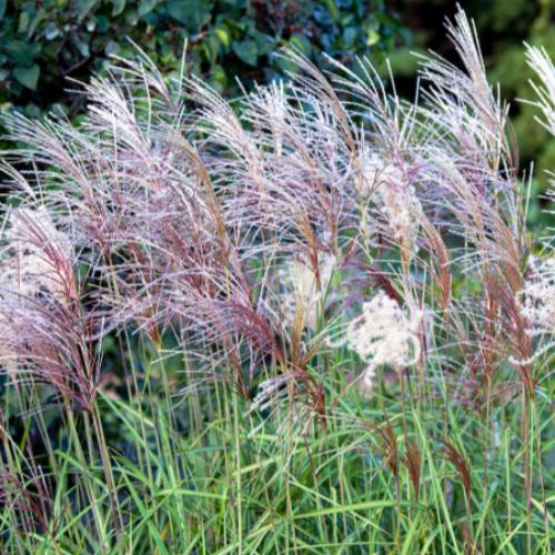 Kleine Fontane Maiden Ornamental Grass...