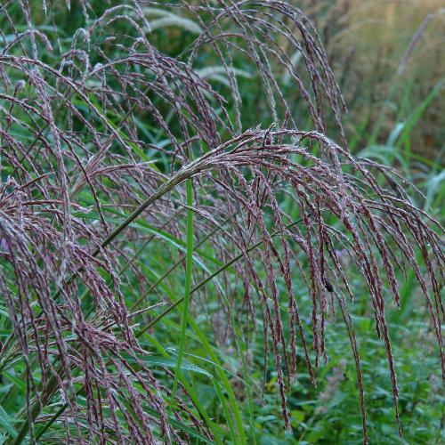 Kleine-Fontane-Grasses-2