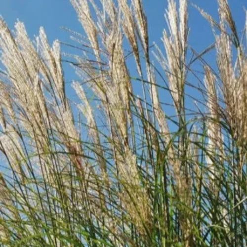 Kleine-Fontane-Grasses-3