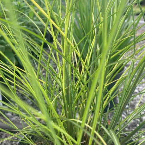 Kleine-Fontane-Grasses-4
