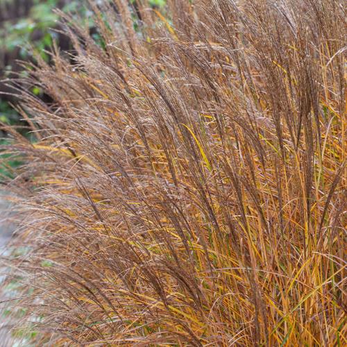 Kleine-Silberspinne-Maiden-Grasses-3