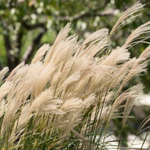 Kleine-Silberspinne-Maiden-Grasses-4