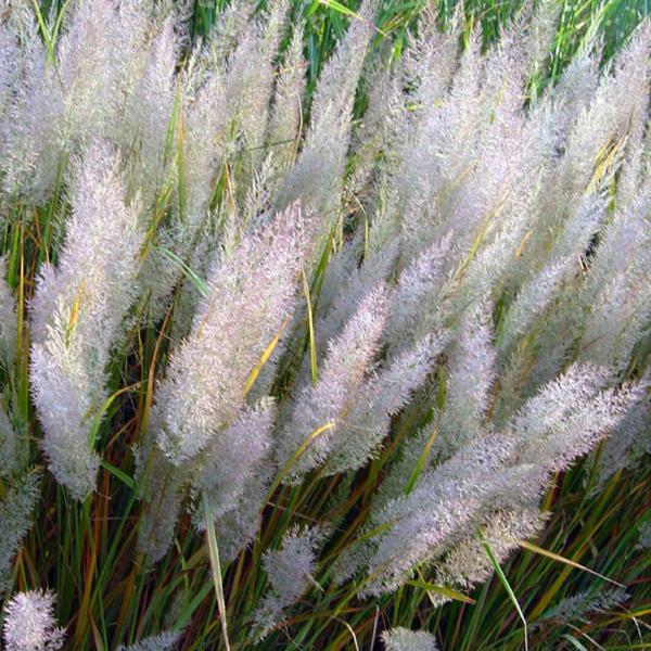 Korean-Feather-Reed-Grasses-2