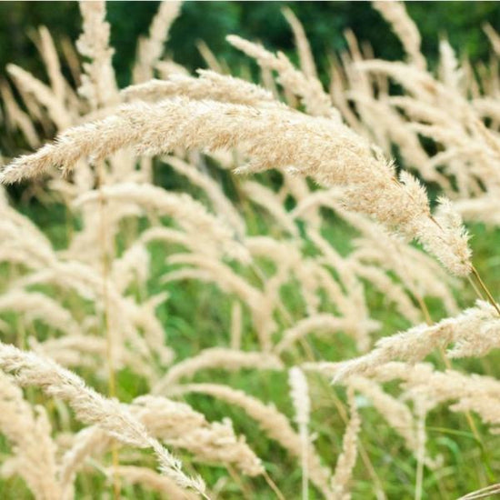 Korean-Feather-Reed-Grasses-3