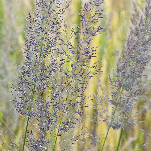 Korean-Feather-Reed-Grasses-5