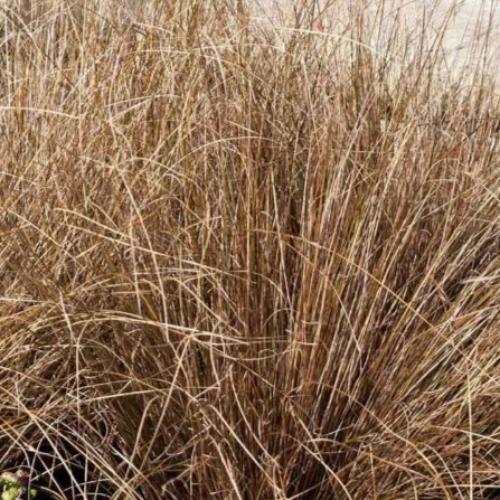 Leatherleaf-Sedge-Grasses-2