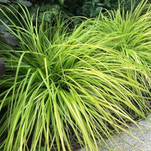 Leatherleaf-Sedge-Grasses-3