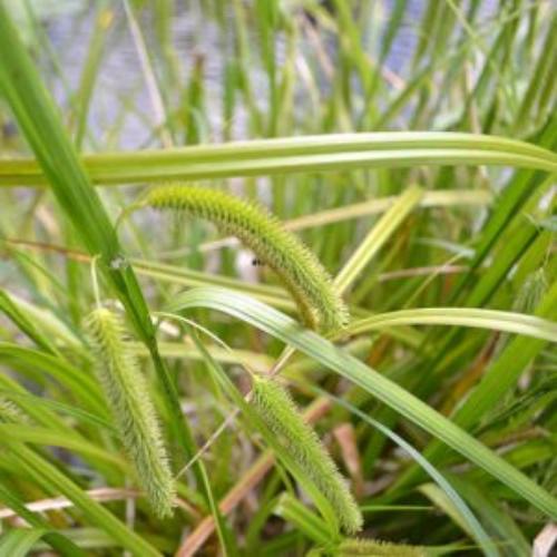 Leatherleaf-Sedge-Grasses-4