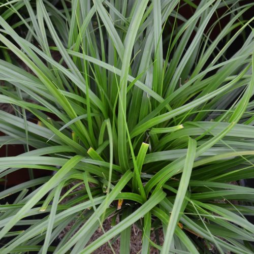 Leatherleaf-Sedge-Grasses-5