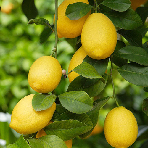 Lemon Tree Italian Plants (Citrus Limon)