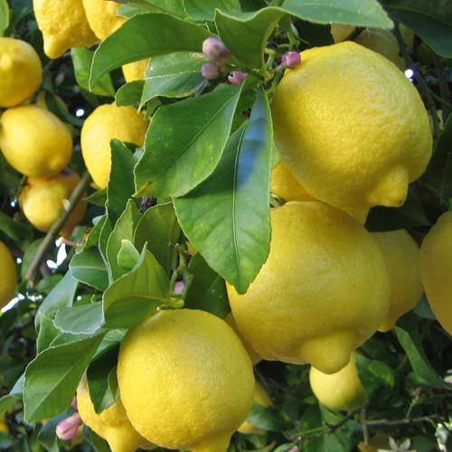 Lemon-Tree-Italian-Plants-4