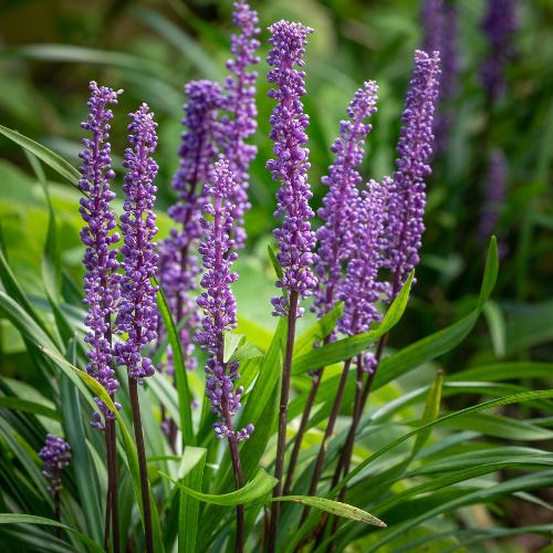 Lilyturf Ornamental Grasses (Liriope Muscari)