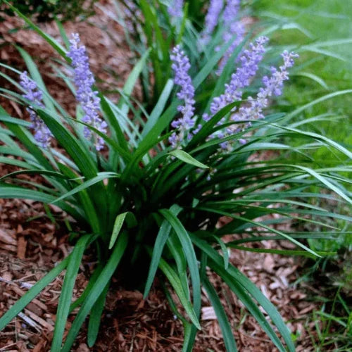Lilyturf-Ornamental-Grasses-2