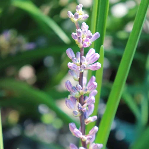 Lilyturf-Ornamental-Grasses-3