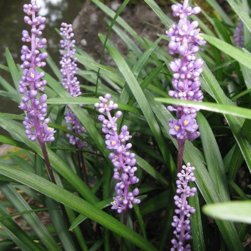 Lilyturf-Ornamental-Grasses-4