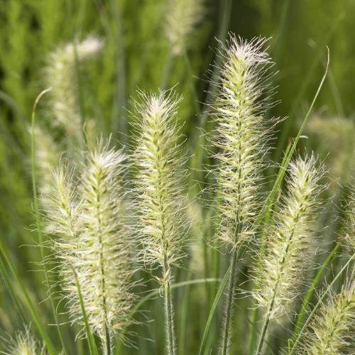 Little-Bunny-Fountain-Grasses-2