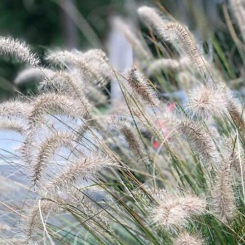 Little-Bunny-Fountain-Grasses-3
