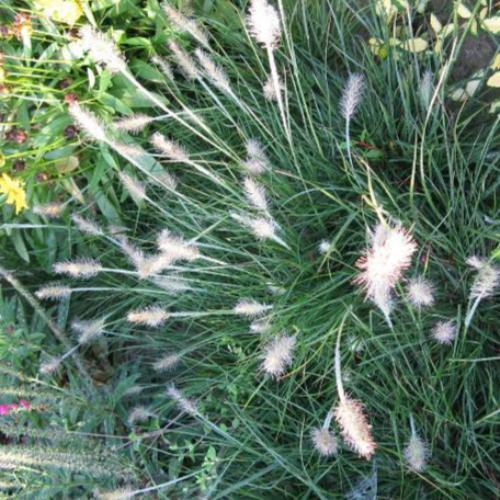 Little-Bunny-Fountain-Grasses-4