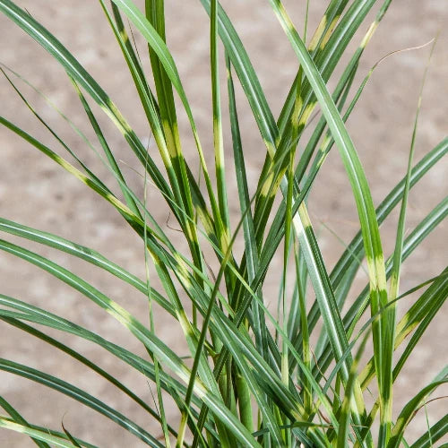 Little-Zebra-Ornamental-Grasses-1