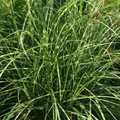 Little-Zebra-Ornamental-Grasses-2