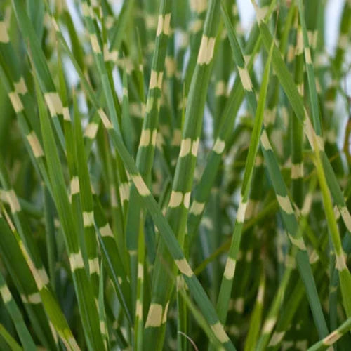 Little Zebra Maiden Ornamental Grass...