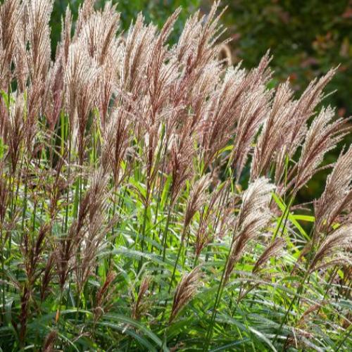 Malepartus-Maiden-Grasses-2