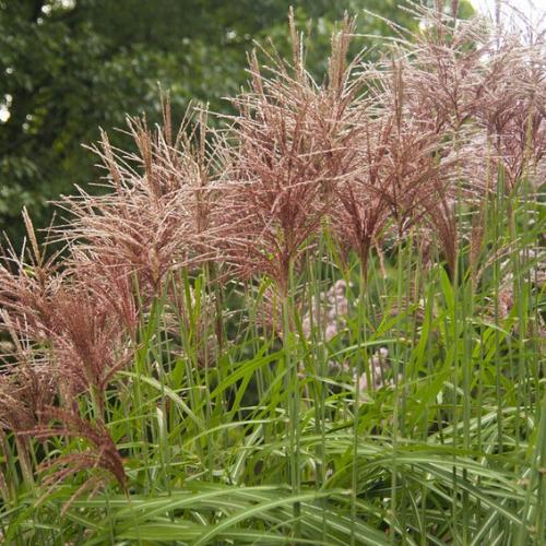 Malepartus-Maiden-Grasses-3