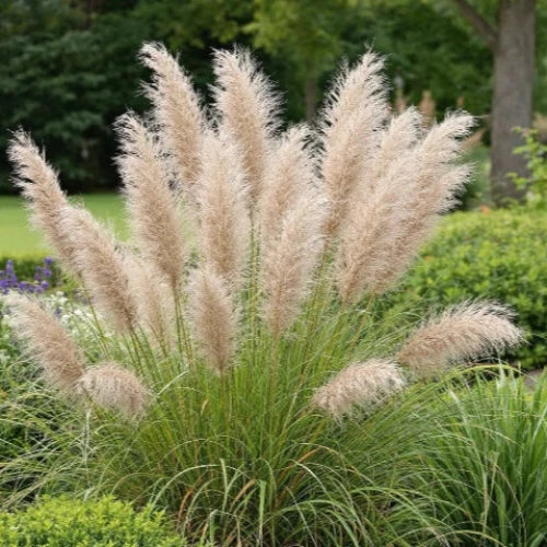 Malepartus Maiden Ornamental Grass...