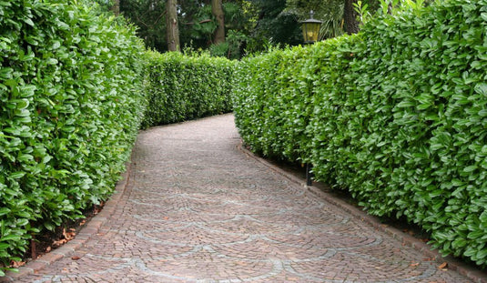 Hedging Plants Collection...