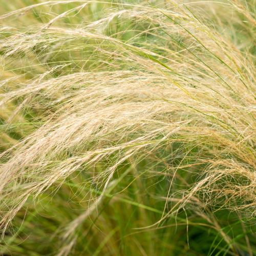 Mexican-Feather-Grasses-2