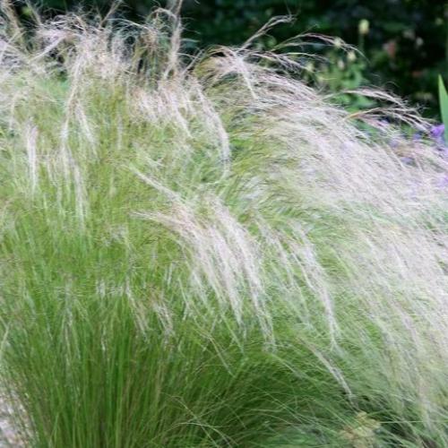 Mexican-Feather-Grasses-3