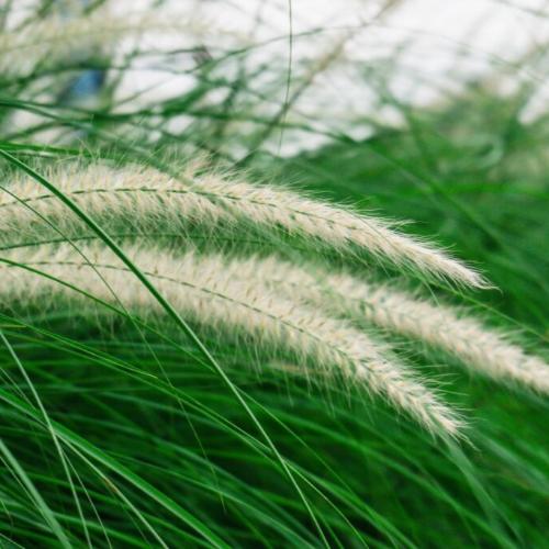 Mexican-Feather-Grasses-4