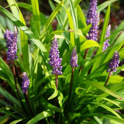 Moneymaker-Lilyturf-Grasses-4