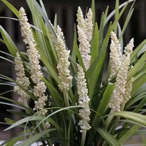 Monroe-White-Lilyturf-Grasses-2
