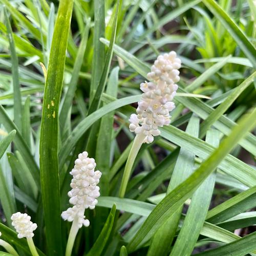 Monroe-White-Lilyturf-Grasses-3
