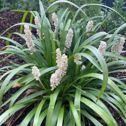 Monroe-White-Lilyturf-Grasses-4