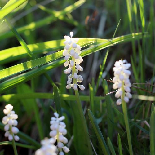 Monroe-White-Lilyturf-Grasses-5