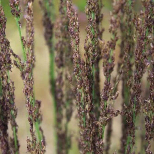 Moorhexe-Purple-Moor-Grasses-2