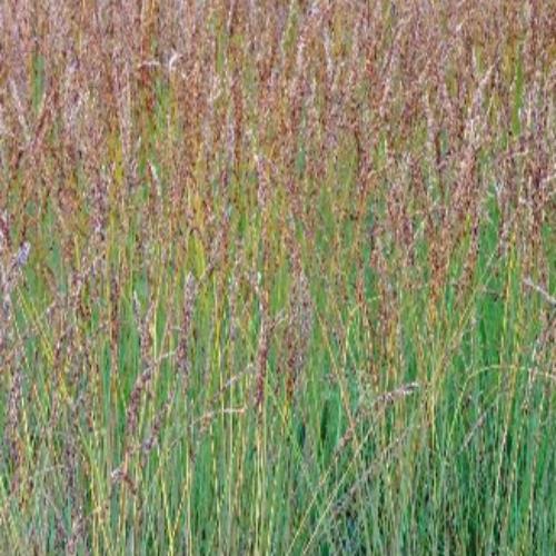 Moorhexe-Purple-Moor-Grasses-3