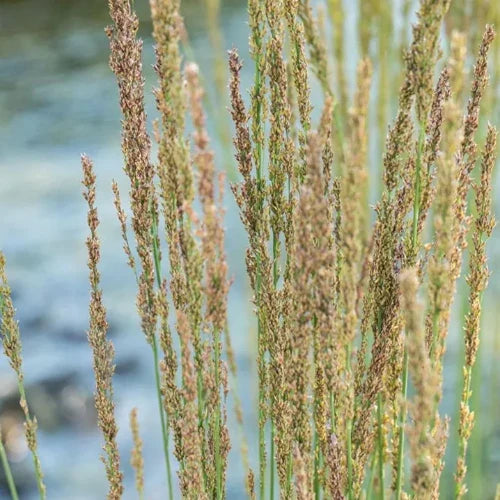 Moorhexe-Purple-Moor-Grasses-4