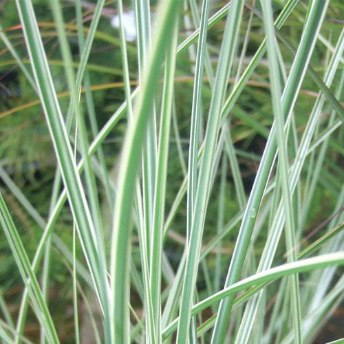 Morning-Light-Maiden-Grasses-3