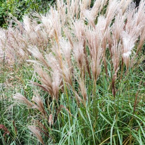 Morning-Light-Maiden-Grasses-4