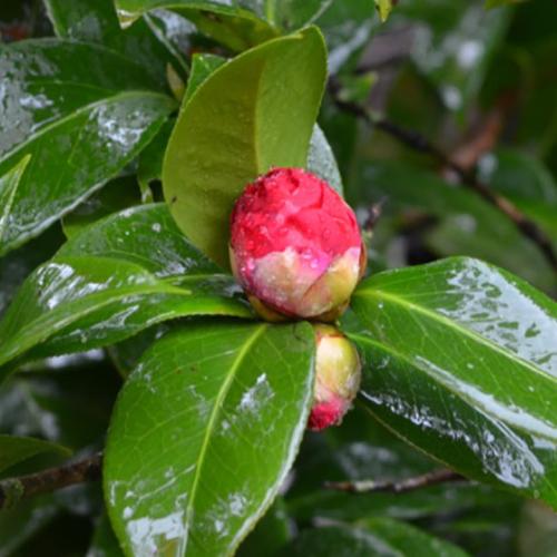 Mrs-Charles-Cobb-Camellia-Plants-2