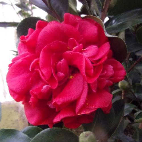 Mrs-Charles-Cobb-Camellia-Plants-3