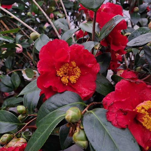 Mrs-Charles-Cobb-Camellia-Plants-4