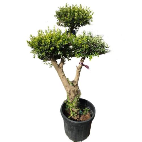 Multi-Head-Olive-Exotic-Trees-3