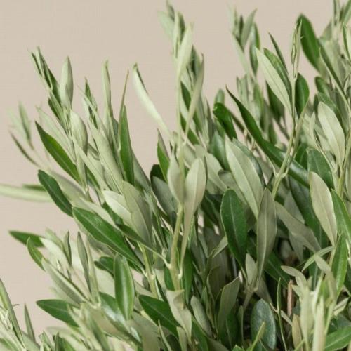 Multi-Head-Olive-Exotic-Trees-4