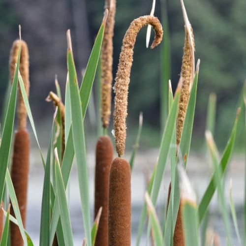 Narrow-Leaved-Cattail-Grasses-2