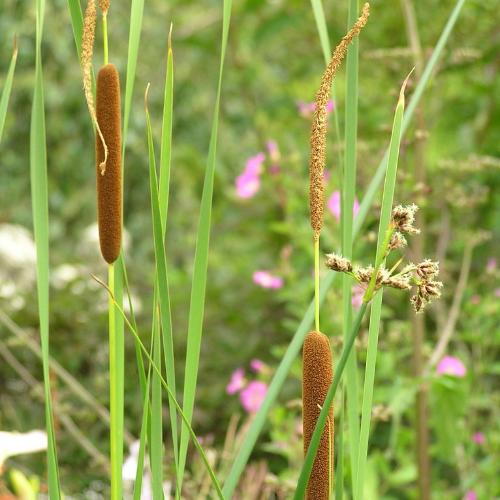 Narrow-Leaved-Cattail-Grasses-3