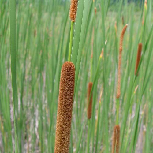 Narrow-Leaved-Cattail-Grasses-4